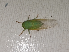 Dundubia