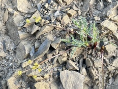 Lomatium observatorium