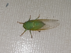 Dundubia