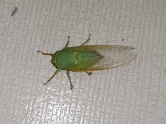 Dundubia