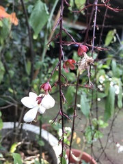 Clerodendrum schmidtii