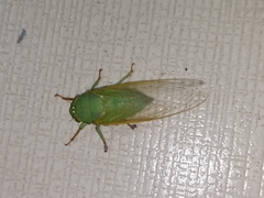 Dundubia