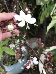 Clerodendrum schmidtii