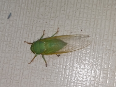 Dundubia