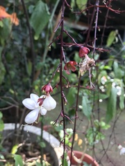 Clerodendrum schmidtii