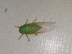Dundubia