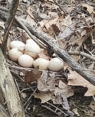 Meleagris gallopavo silvestris