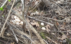 Meleagris gallopavo silvestris