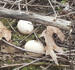 Meleagris gallopavo silvestris