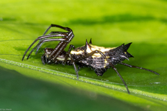 Micrathena nigrichelis