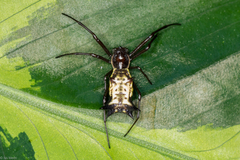 Micrathena nigrichelis