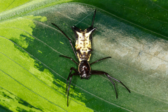 Micrathena nigrichelis