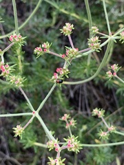 Saxinis saucia