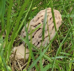 Morchella