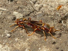 Teuchocnemis bacuntius