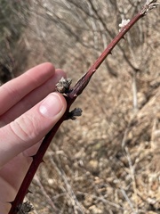 Neolasioptera nodulosa