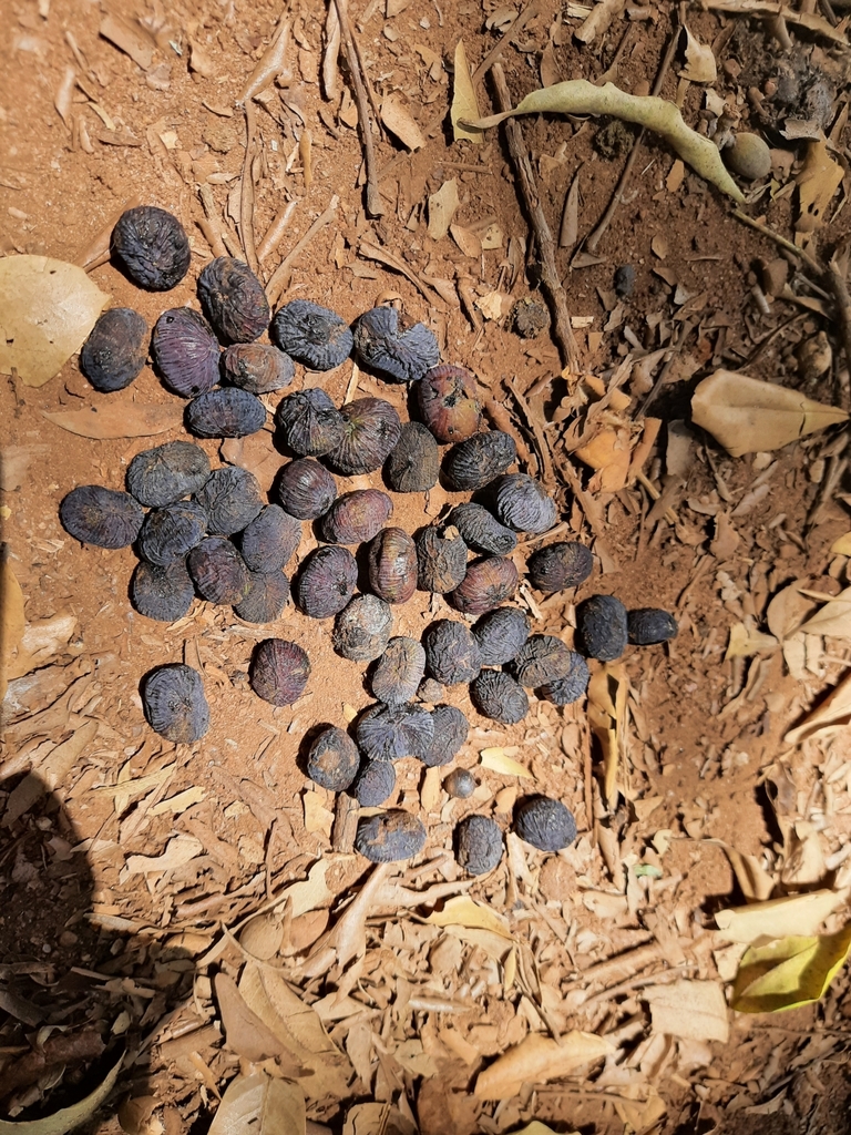 Nothopegia castaneifolia