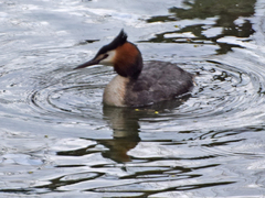 Podiceps cristatus