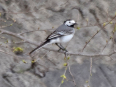 Motacilla alba