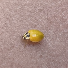 Harmonia axyridis