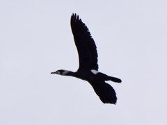 Phalacrocorax carbo