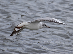 Chroicocephalus ridibundus