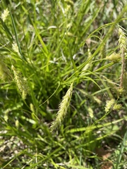 Carex prasina