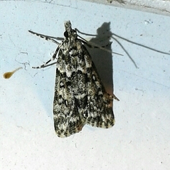 Eudonia lineola