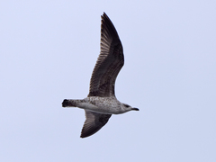 Larus michahellis