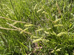 Carex prasina