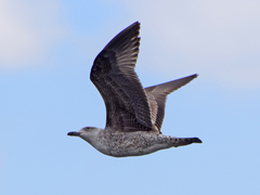 Larus michahellis