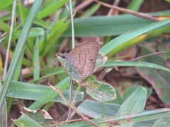 Hermeuptychia gisella