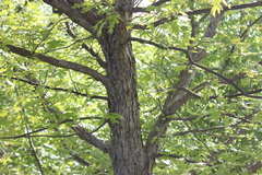 Quercus lyrata