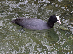 Fulica atra