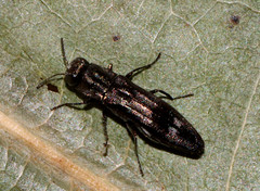 Agrilus lecontei