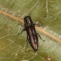 Agrilus lecontei