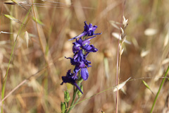 Delphinium hesperium