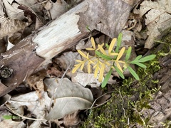 Erigenia bulbosa