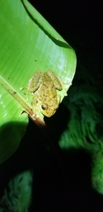 Pristimantis latidiscus