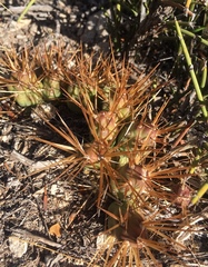 Maihueniopsis