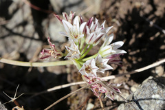 Allium lacunosum