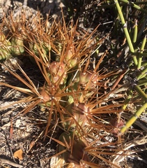 Maihueniopsis
