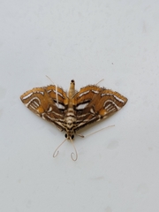 Paracymoriza cataclystalis