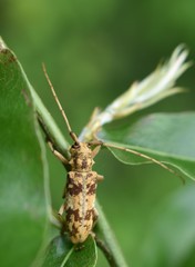 Goes variegatus