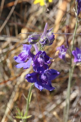 Delphinium hesperium