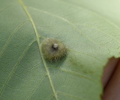 Phylloxera pilosula