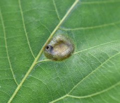Phylloxera pilosula