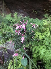 Epacris reclinata