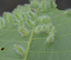 Caryomyia albipilosa