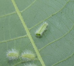 Caryomyia albipilosa